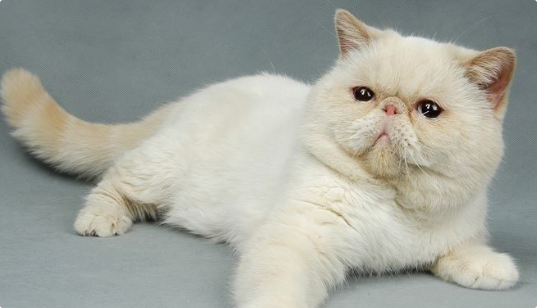 猫咪眼睛发红畏光流泪? 猫咪眼睛发红畏光流泪?