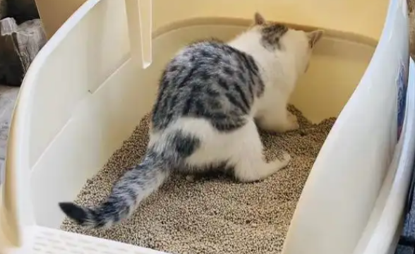 猫咪尿频、尿少是什么问题？