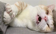 猫咪口炎导致流涎怎么办