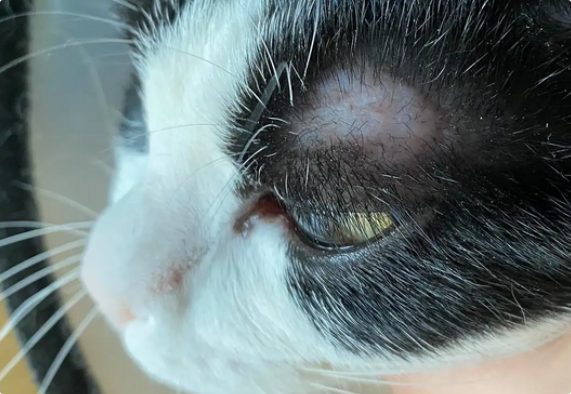 猫咪皮肤秃了一块有皮屑? 猫咪皮肤秃了一块有皮屑?