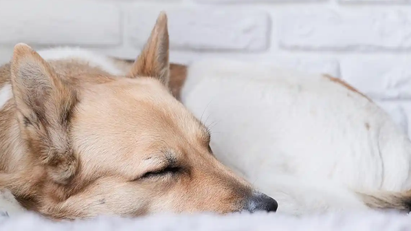 狗狗吐了黄黄的一坨出来是怎么了
