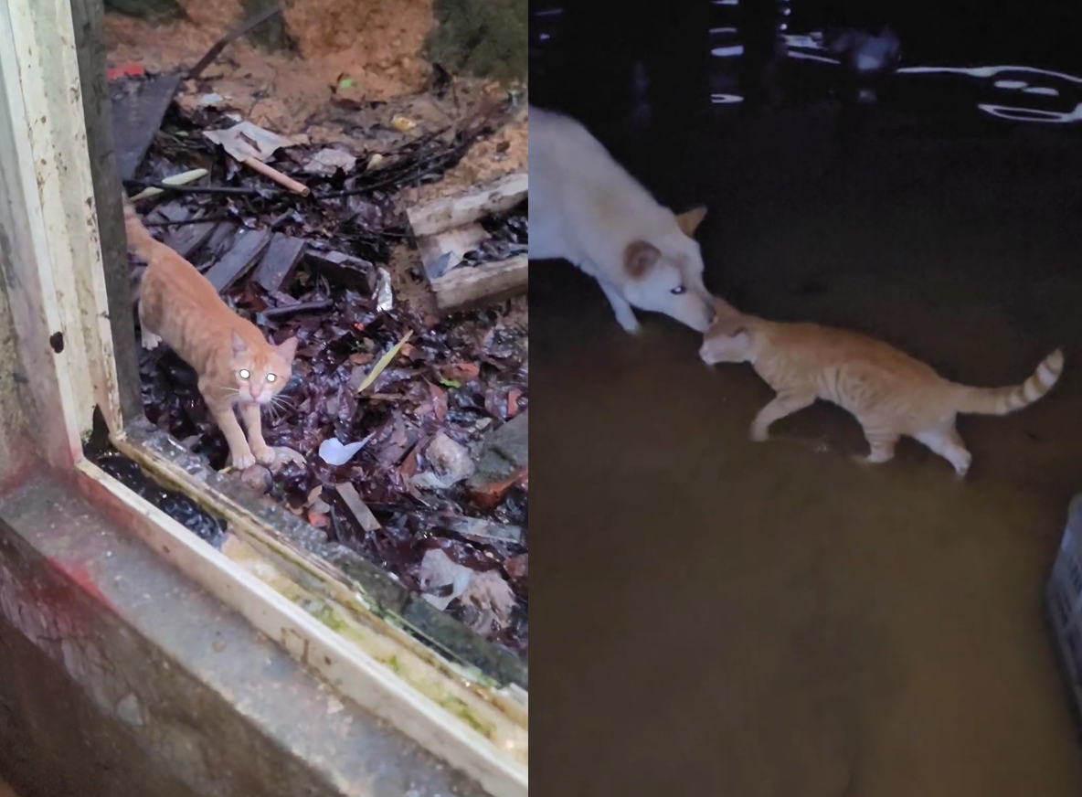猫咪冒死回家却傻眼:屋外大雨,屋内汪洋,网友:不回也罢 猫咪冒死回家却傻眼:屋外大雨,屋内汪洋,网友:不回也罢