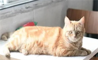 猫咪甲亢的症状表现有哪些
