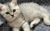 猫咪脖子里面摸着像瘤怎么治