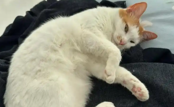 猫夏天不爱动是生病了吗？