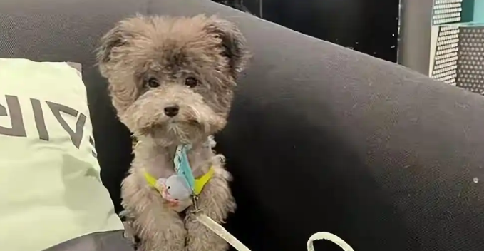 多地养犬新规放开，宠物友好不能逼公众一再退让
