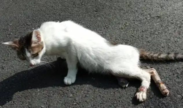 猫咪后腿突然瘸了是怎么回事？