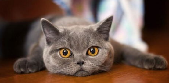 猫咪肾衰竭中后期该如何养护 猫咪肾衰竭中后期该如何养护