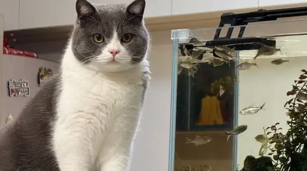 20斤英短被瘦猫堵墙角，主人想救也被瞪，原来怂是会遗传的
