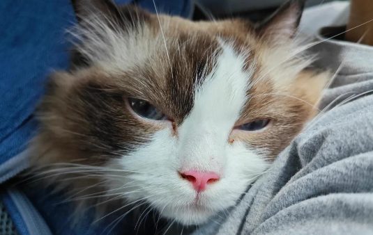 猫咪萎靡不振、不爱动,可能是什么原因? 猫咪萎靡不振、不爱动,可能是什么原因?