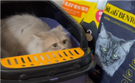 Dilab猫砂可以冲马桶吗