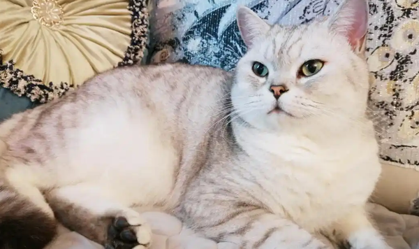 猫咪一抽一抽的为什么