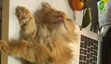 公司裁员没钱赔偿，老板大手一挥送橘猫，同事变铲屎官？