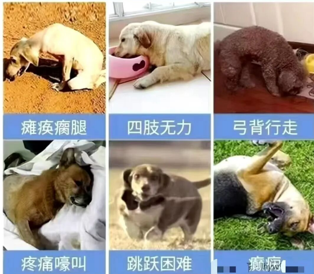 从瘫痪到奔跑,除了药物,我还给毛孩子用了这个“神经营养方案” 从瘫痪到奔跑,除了药物,我还给毛孩子用了这个“神经营养方案”