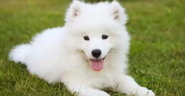 狗狗排泄物带血是什么病症 狗狗排泄物带血是什么病症