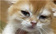 猫咪一直打喷嚏流鼻涕，怎么区分普通感冒还是猫鼻支？