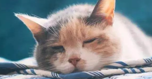 猫咪尾巴持续下垂僵硬,你听说过猫尾部栓塞综合征吗? 猫咪尾巴持续下垂僵硬,你听说过猫尾部栓塞综合征吗?