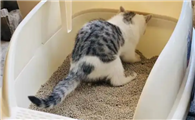 猫咪尿频、尿少是什么问题?
