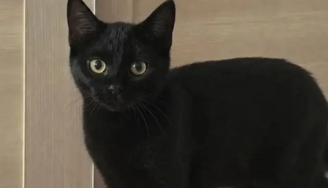 黑猫从监控里消失，把主人吓出一身冷汗