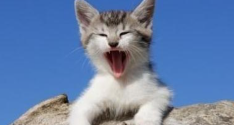 猫咪频繁急促吞咽口水,是咽喉滤泡轻微增生吗? 猫咪频繁急促吞咽口水,是咽喉滤泡轻微增生吗?