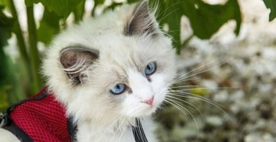 猫咪食欲正常但大便细碎，是肠道吸收功能偏弱吗？