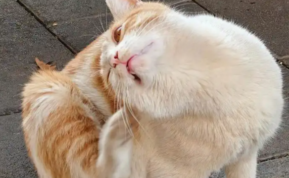 猫咪频繁挠脸挠耳朵是什么原因？