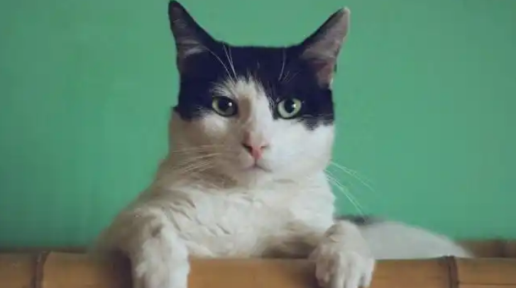 “猫经济”崛起：全球宠物产业的下一个十年