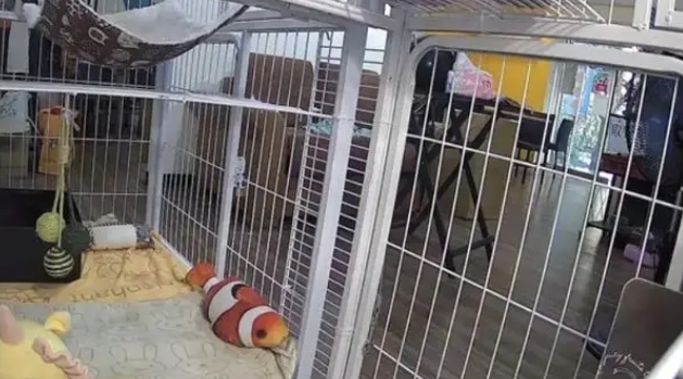 黑猫从监控里消失,把主人吓出一身冷汗 黑猫从监控里消失,把主人吓出一身冷汗