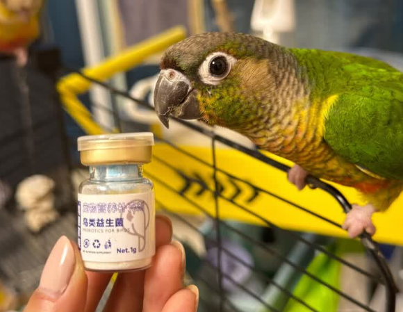 鹁德家族鸟类益生菌好不好用?换粮期炸毛软便就看它 鹁德家族鸟类益生菌好不好用?换粮期炸毛软便就看它