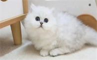 猫咪皮肤红斑瘙痒如何解决
