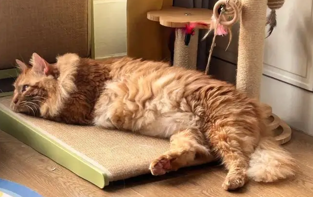 公司裁员没钱赔偿，老板大手一挥送橘猫，同事变铲屎官？