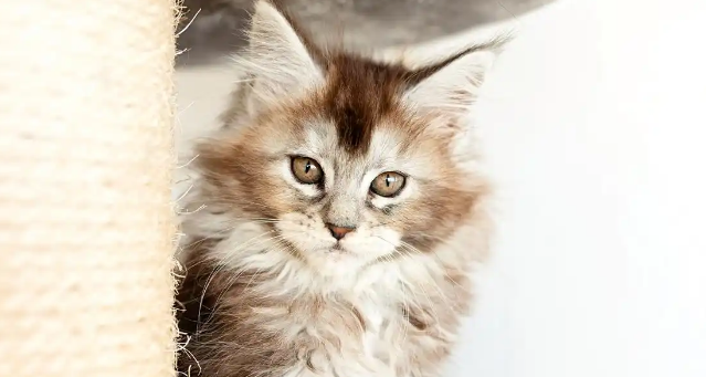 猫咪角膜炎会不会影响视力 猫咪角膜炎会不会影响视力
