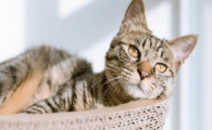 猫咪尾巴冰凉毛质干枯,谁能想到这是循环出了问题?