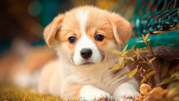 狗狗犬细小病毒病如何救治