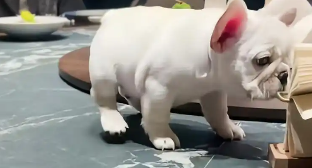 法斗犬上桌嗅菜：老板砸桌道歉，狗主却现身硬刚