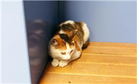 猫咪总是躲在角落不愿出来是怎么回事?