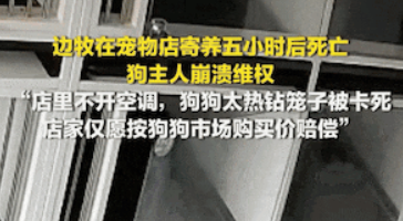 寄养仅 5 小时边牧窒息身亡！店家竟甩锅：是它自己寻死？