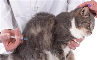 猫咪传染性腹膜炎该怎么判断