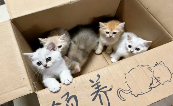 女子救猫反陷连环套，男子借“救助流浪猫”诈骗近10万元