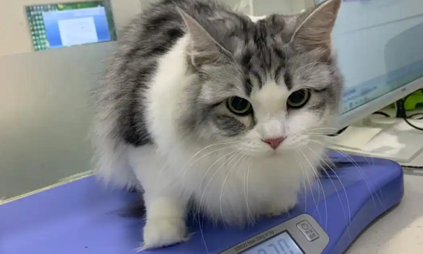 猫吐白色液体怎么回事 猫吐白色液体怎么回事