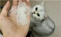 猫咪频繁吐毛球正常吗?需要干预吗?