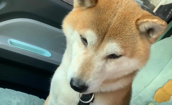 狗狗精神好就是不吃饭怎么回事