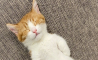 猫咪频繁软便不成形,难道是慢性结肠炎导致的?