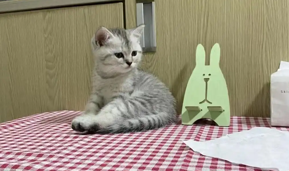 猫尿不出来尿什么原因