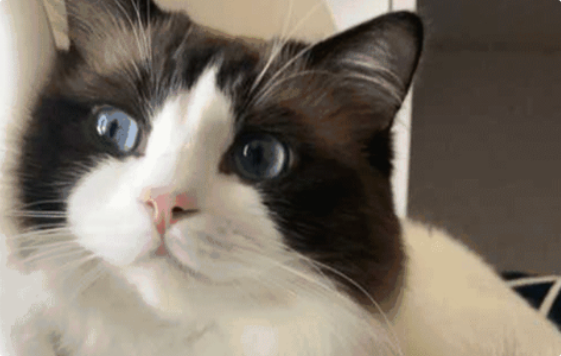 猫咪牙龈红肿出血怎么办? 猫咪牙龈红肿出血怎么办?