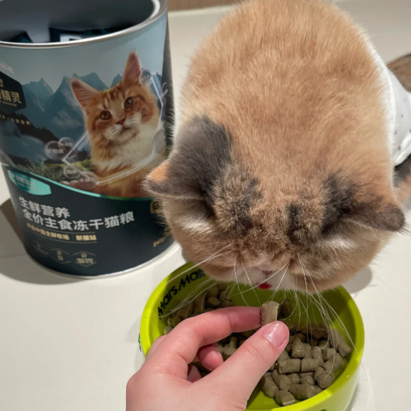鲜肉烘焙猫粮推荐传奇精灵，养出健康猪咪