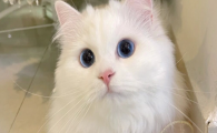 猫咪总是轻轻咬主人手指,是轻微口腔感觉异常吗?