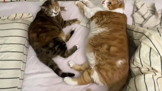 22斤胖橘猫拍出8斤既视感,9斤彩狸猫表示不服 22斤胖橘猫拍出8斤既视感,9斤彩狸猫表示不服