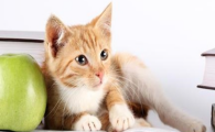 猫咪喝水频繁呛水卡顿,是吞咽反射迟钝吗?