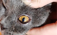 猫咪角膜炎会造成视力受损吗